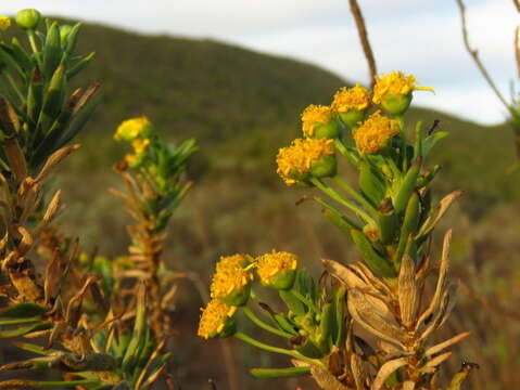 Image de Euryops lateriflorus (L. fil.) Less.