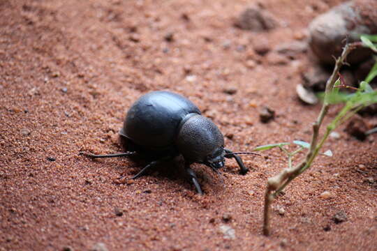 Image of Ocnodes (Ocnodes) scrobicollis Fåhraeus 1870