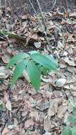 Image of Zamia encephalartoides D. W. Stev.