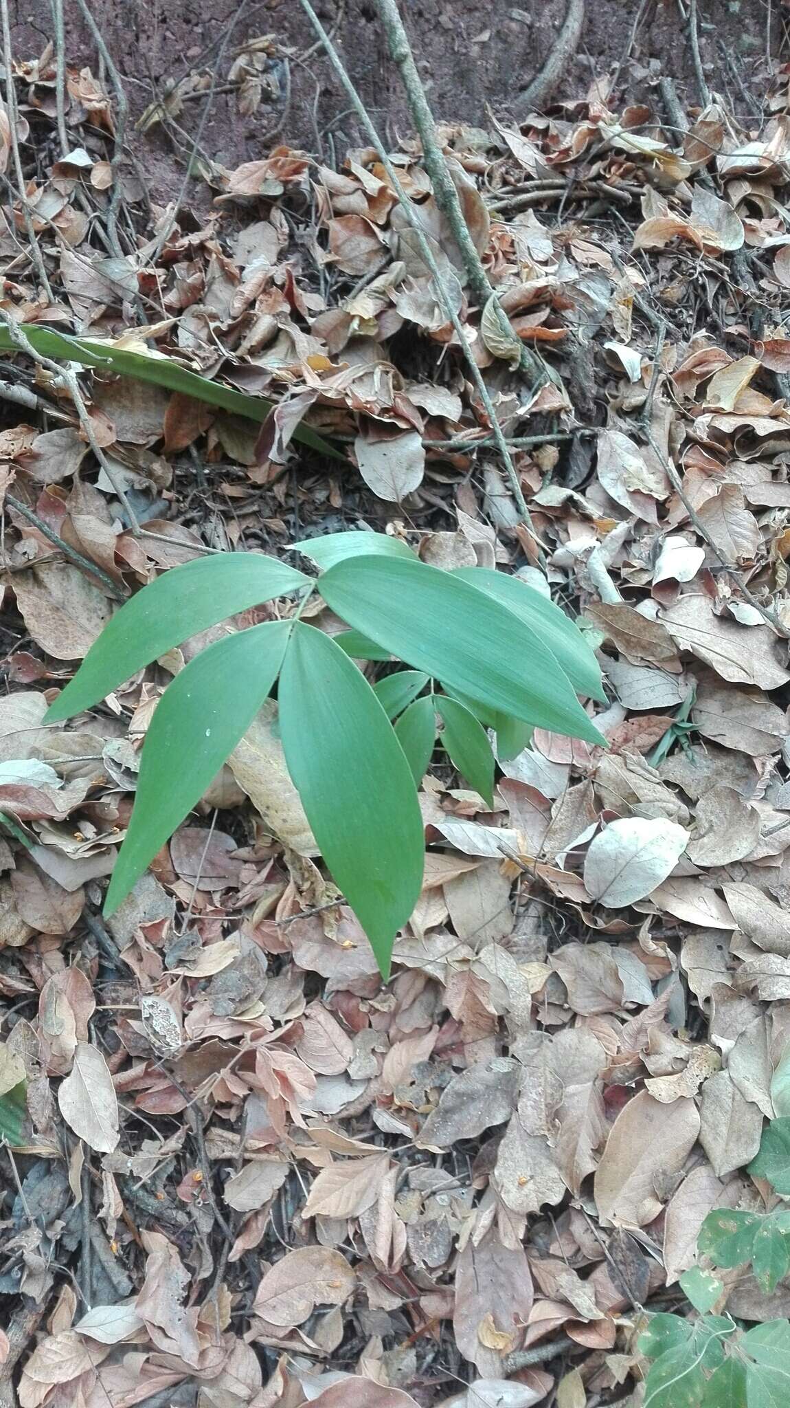 Image of Zamia encephalartoides D. W. Stev.