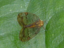 Image of Biolleyana costalis (Fowler 1900)