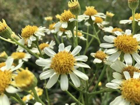 Image of Senecio bonariensis Hook. & Arn.