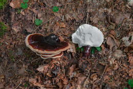 Image of Ganoderma carnosum Pat. 1889