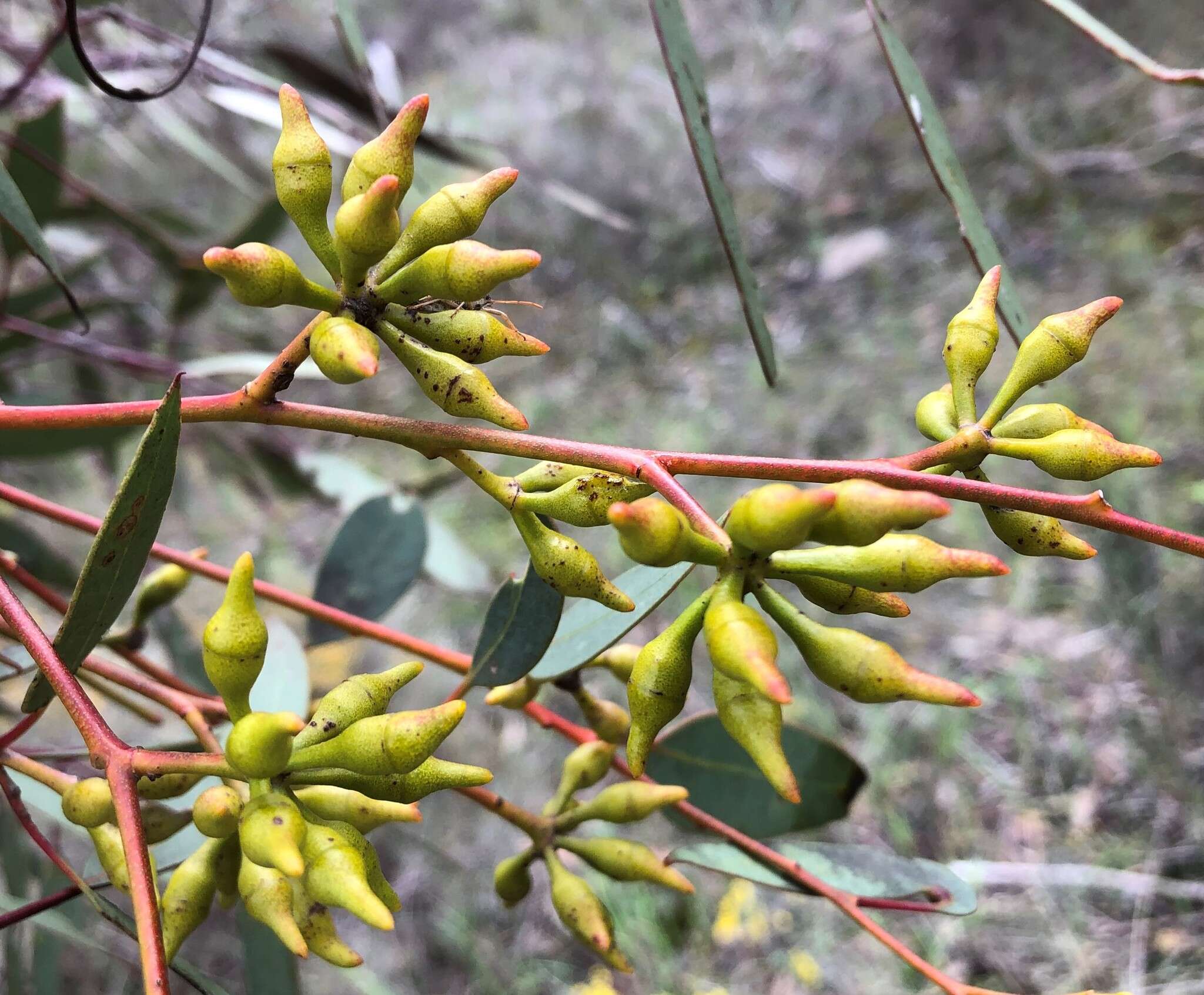 Image of Red Mallee