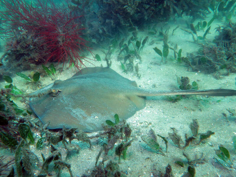 Image of Common Stingaree