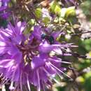 Corynura chloris (Spinola 1851) resmi