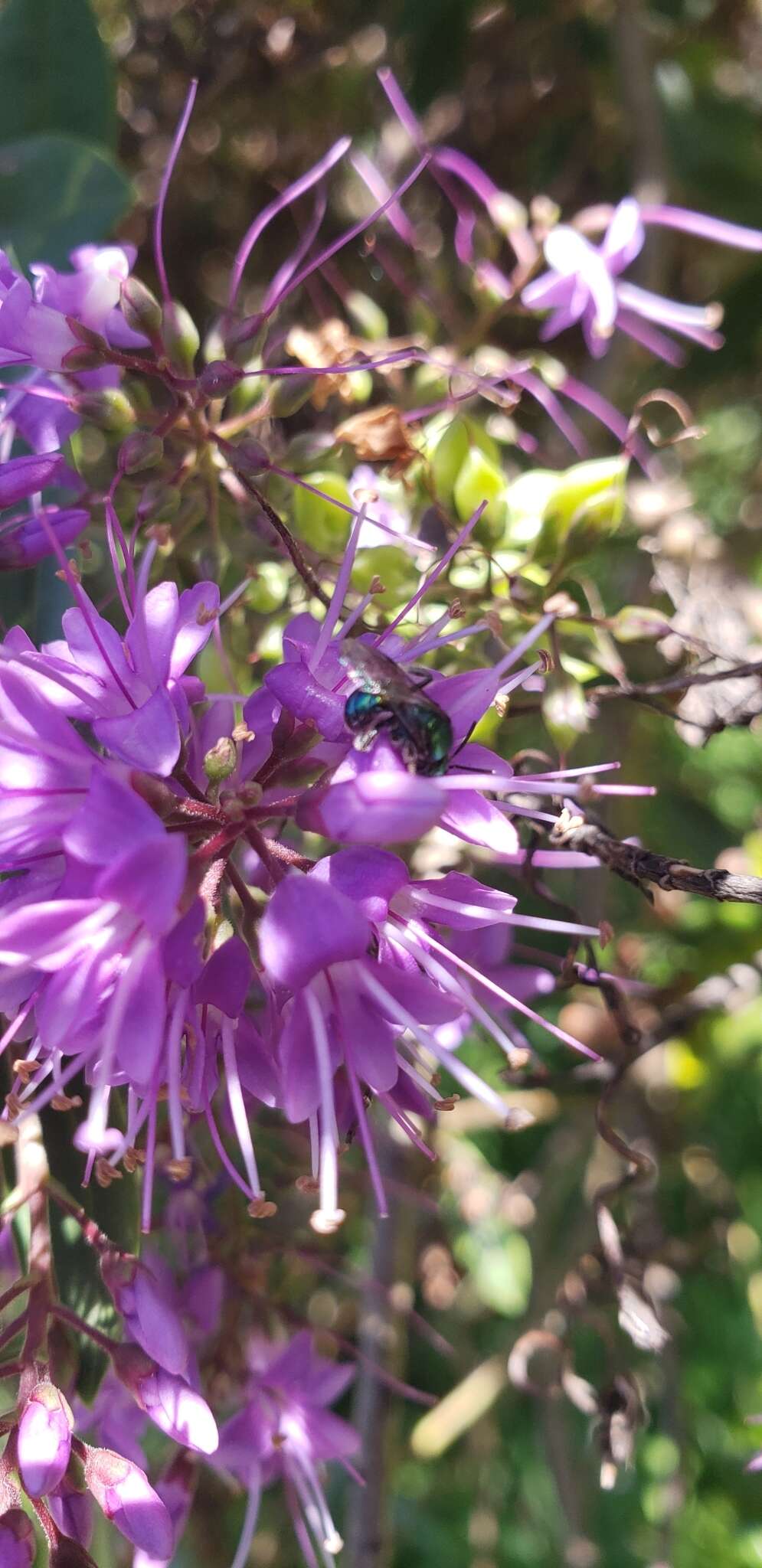 Corynura chloris (Spinola 1851) resmi