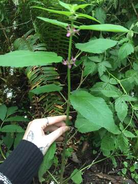 Слика од Stachys mexicana Benth.