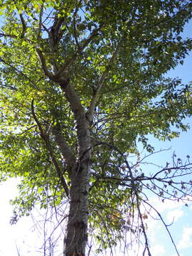 Image of Populus trichocarpa Torr. & A. Gray ex Hook.