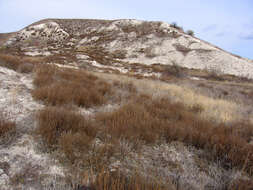 صورة Artemisia salsoloides Willd.