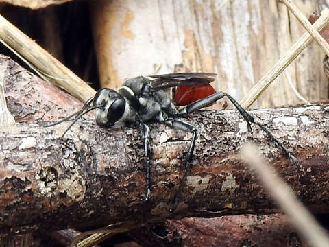 Image of Mud dauber