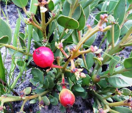 Image of Osyris speciosa (A. W. Hill) J. C. Manning & P. Goldblatt