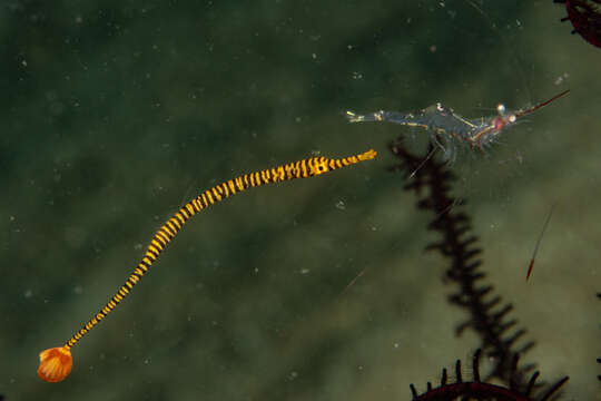 Image of Yellow banded pipefish