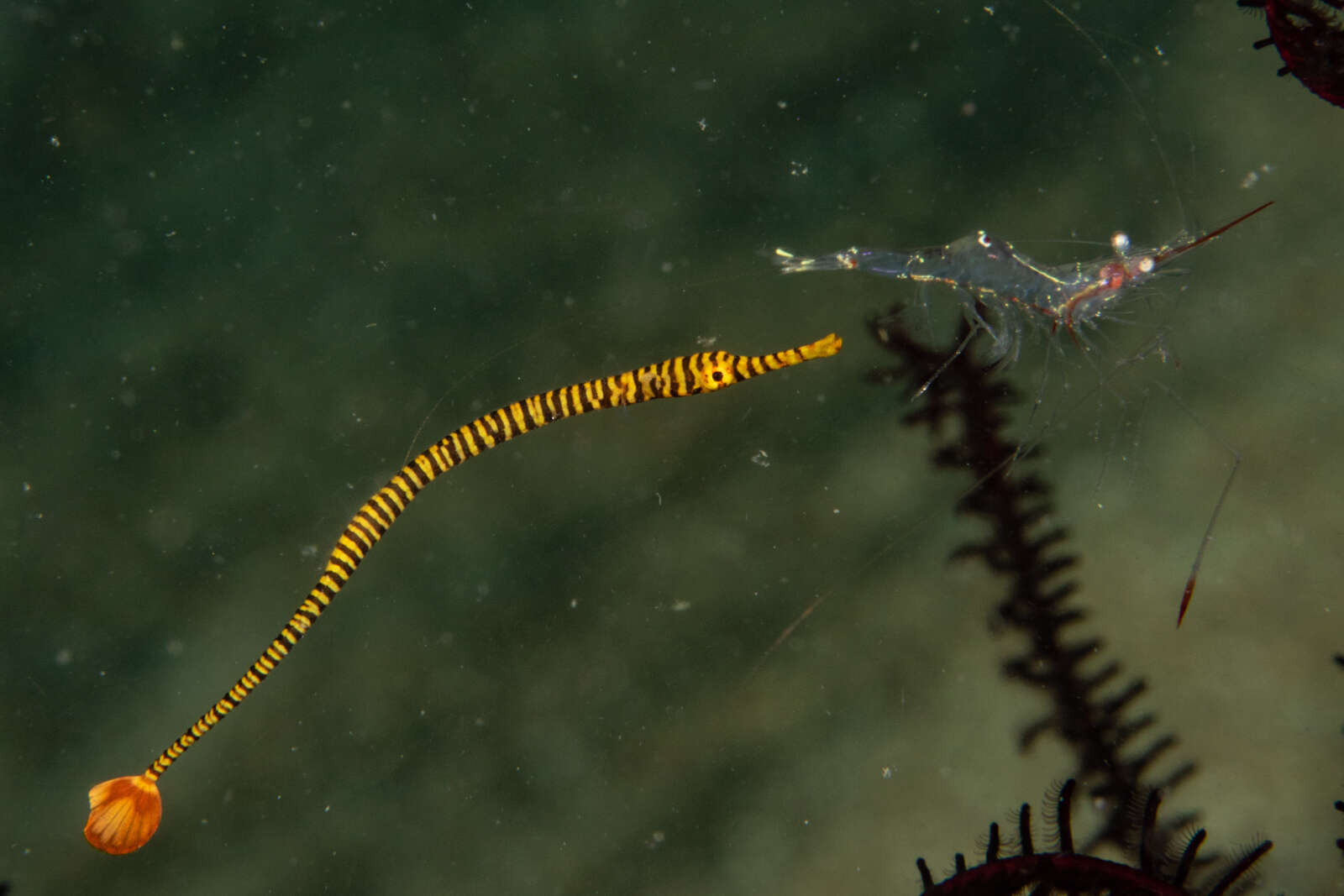 Image of Yellow banded pipefish