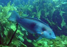 Image of Eastern king wrasse