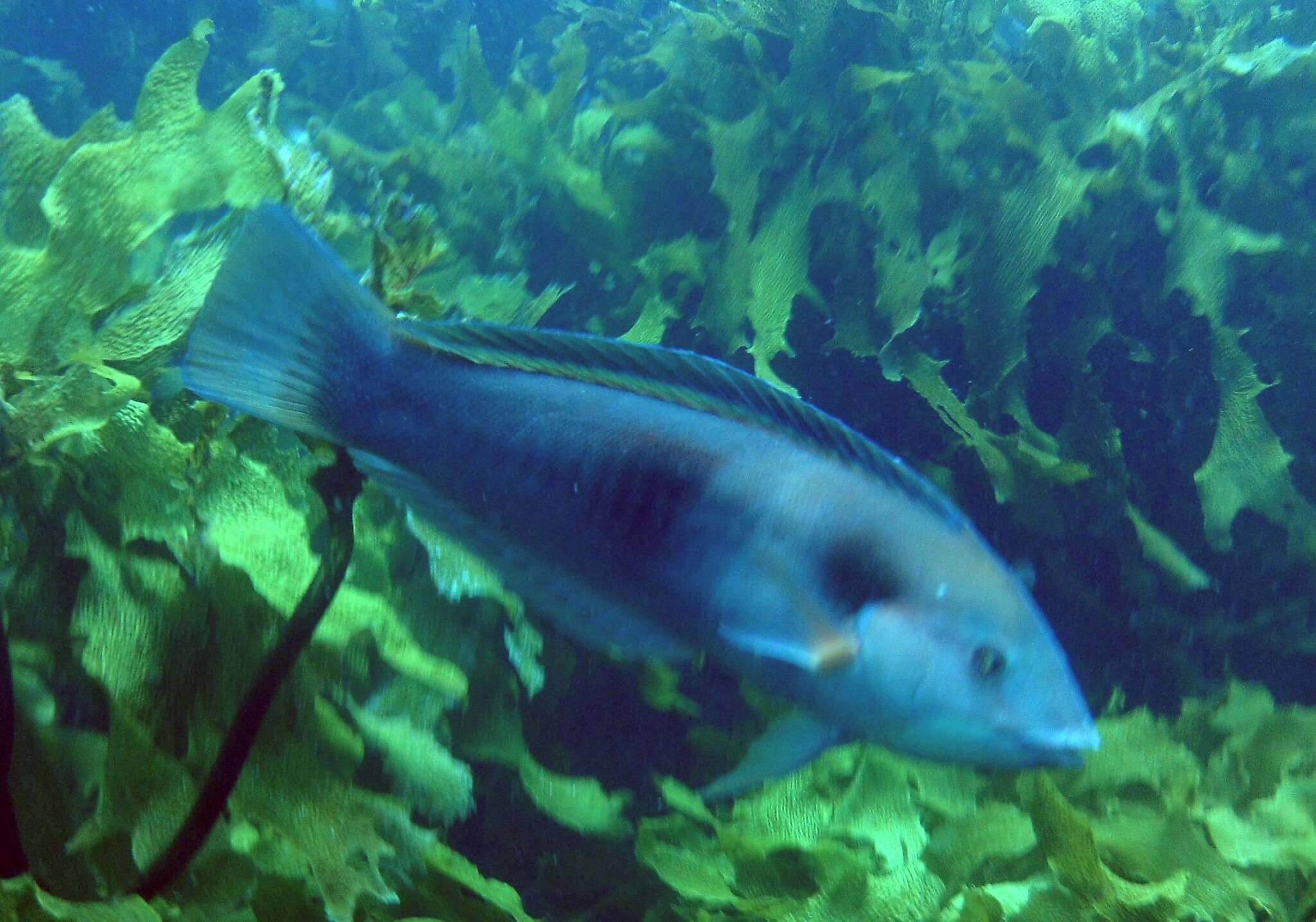 Image of Eastern king wrasse