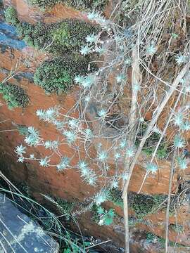 Image of Sedum guadalajaranum S. Wats.