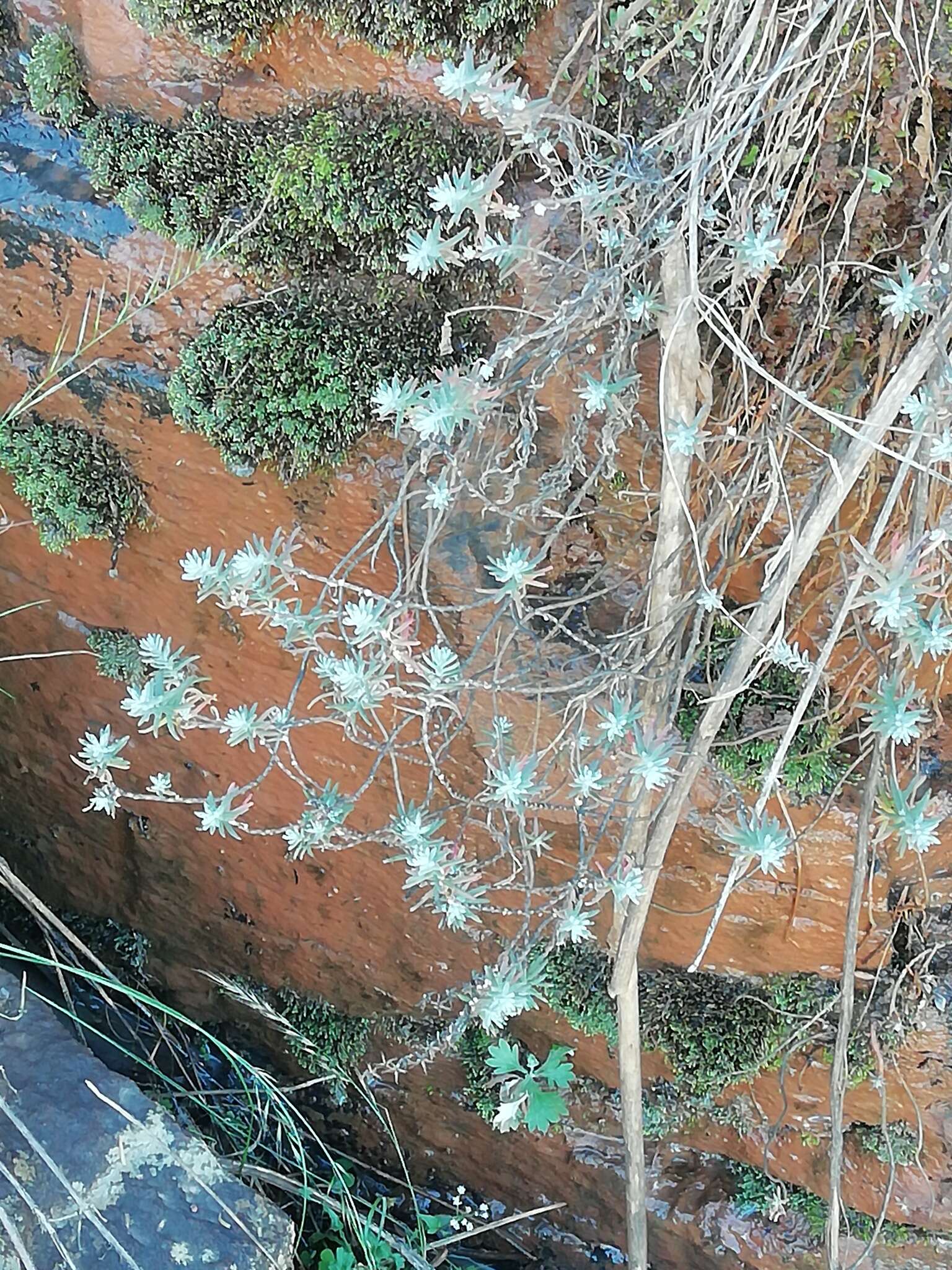 Слика од Sedum guadalajaranum S. Wats.