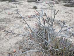 Image of Euphorbia ceroderma I. M. Johnst.