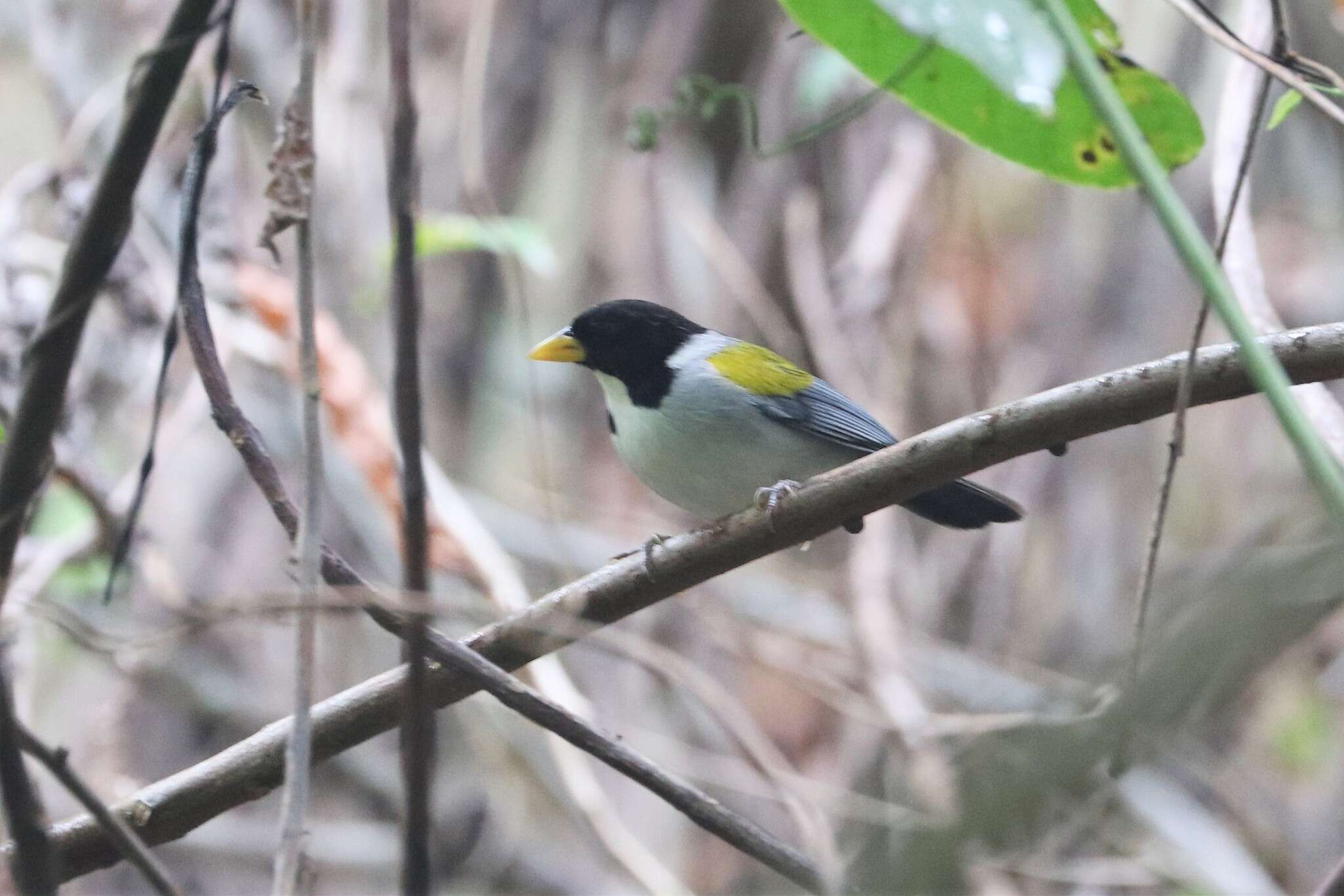 Image of Golden-winged Sparrow