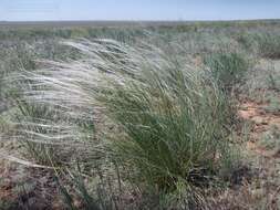 Image of Needle Grass