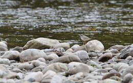 Charadrius placidus Gray, JE, Gray & GR 1863 resmi