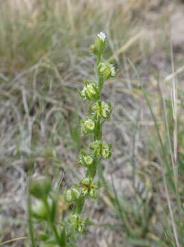 Lappula occidentalis var. cupulata (A. Gray) Higgins resmi