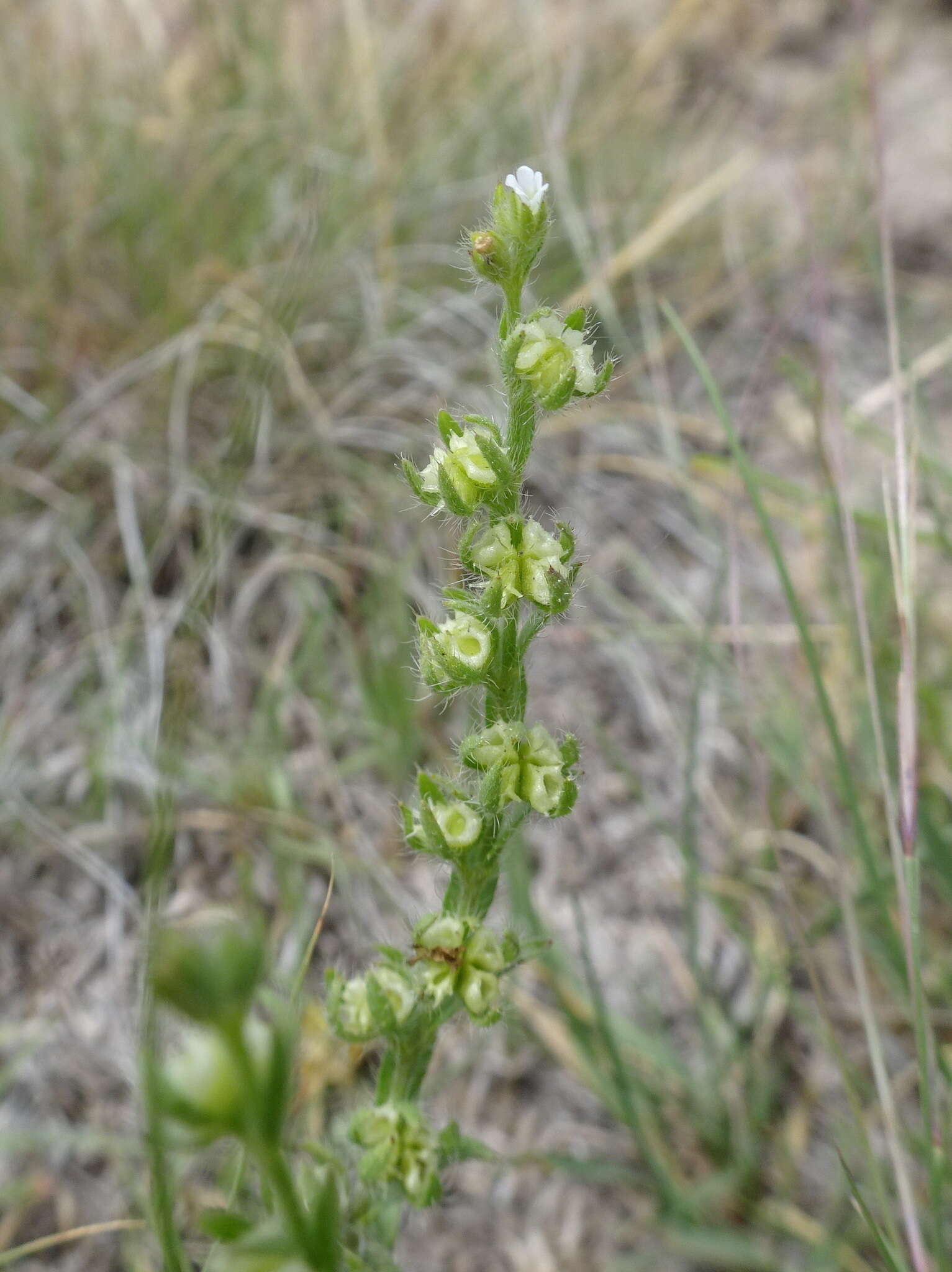 Image of flatspine stickseed