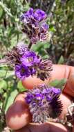 Image of Phacelia brachyantha Benth.