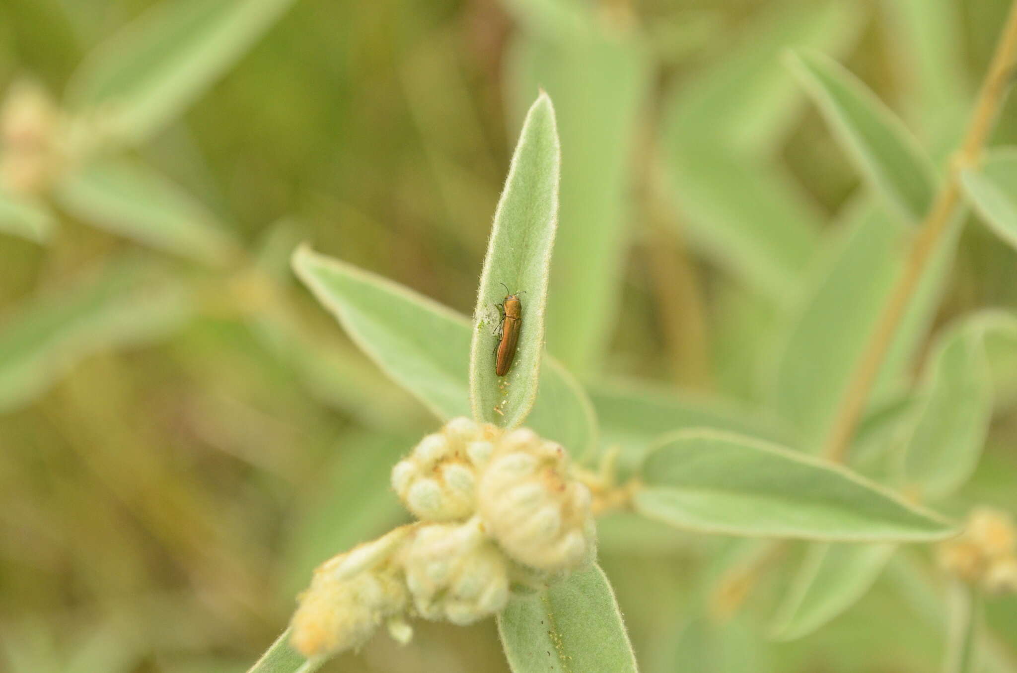 Imagem de Agrilus lacustris Le Conte 1860