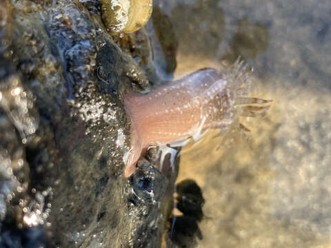 Image of gem anemone