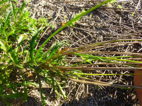 Image of Lobelia coronopifolia L.