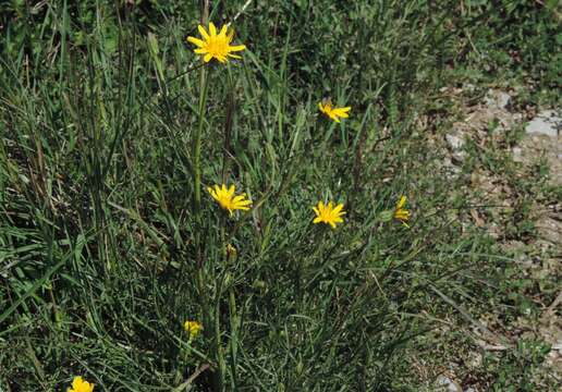 Image of Podospermum canum C. A. Mey.