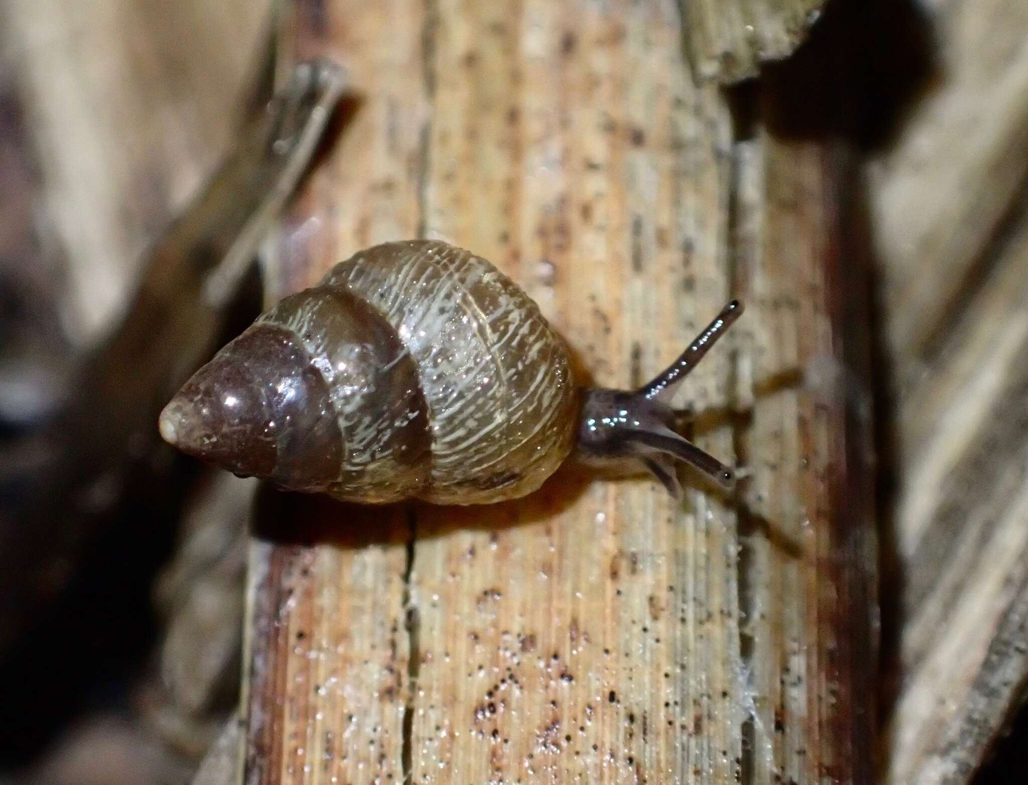 Imagem de Cochlicella barbara (Linnaeus 1758)