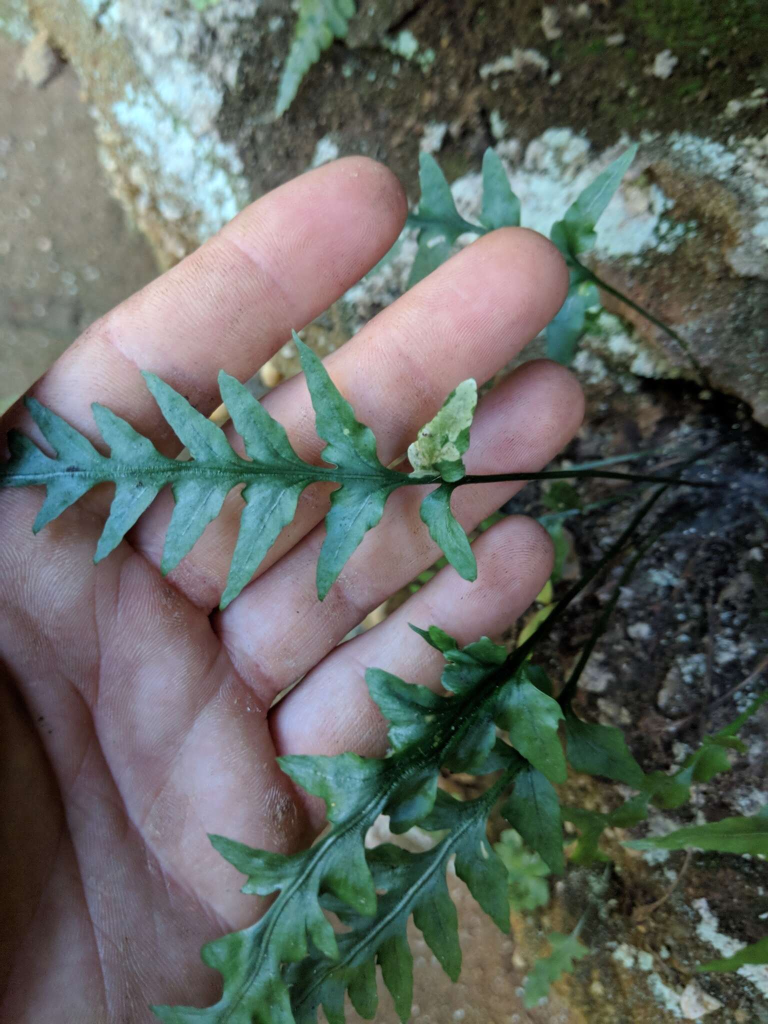 Image of spleenwort