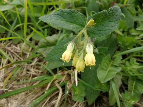 Plancia ëd Symphytum tuberosum L.