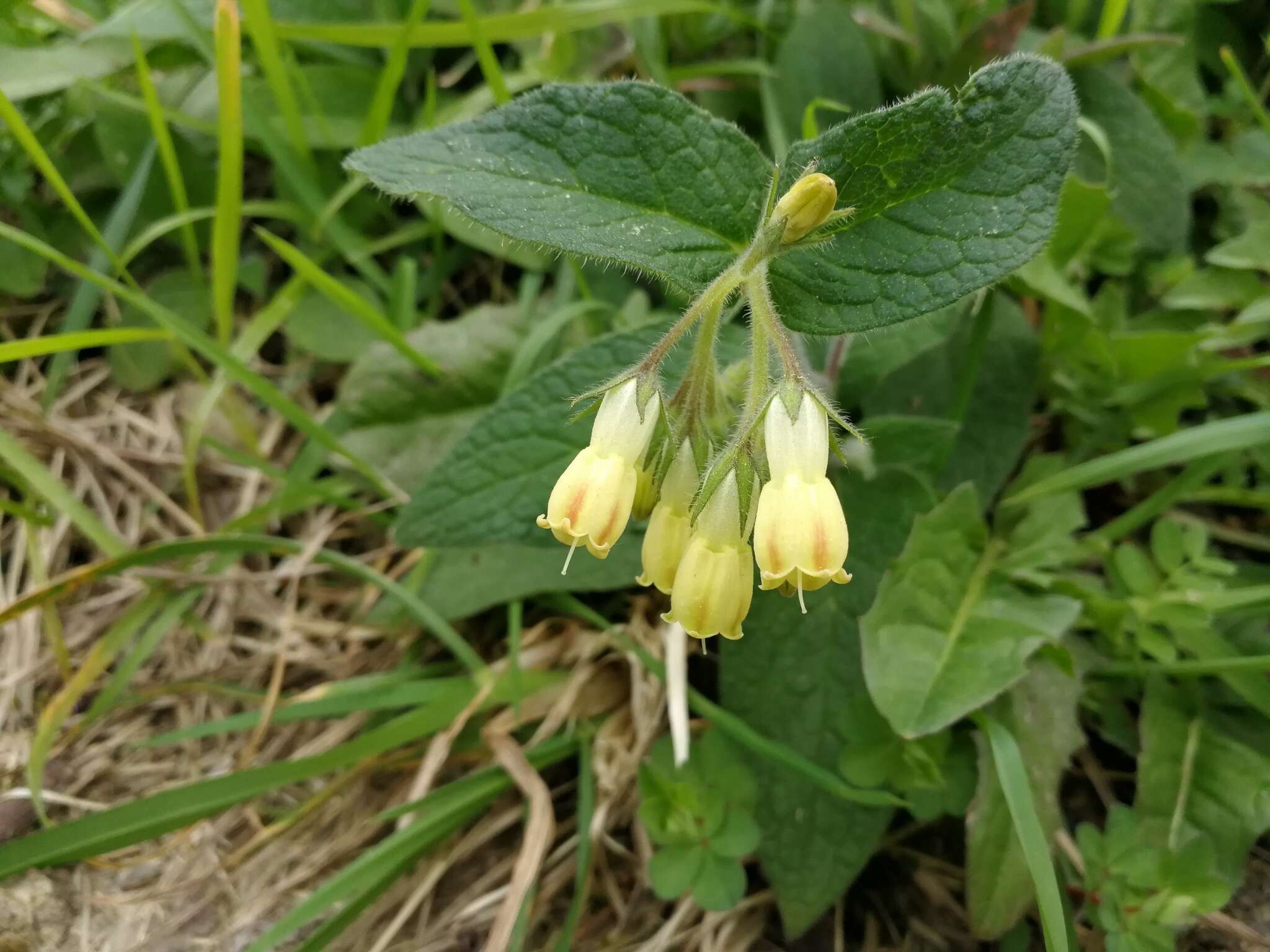 Слика од Symphytum tuberosum L.