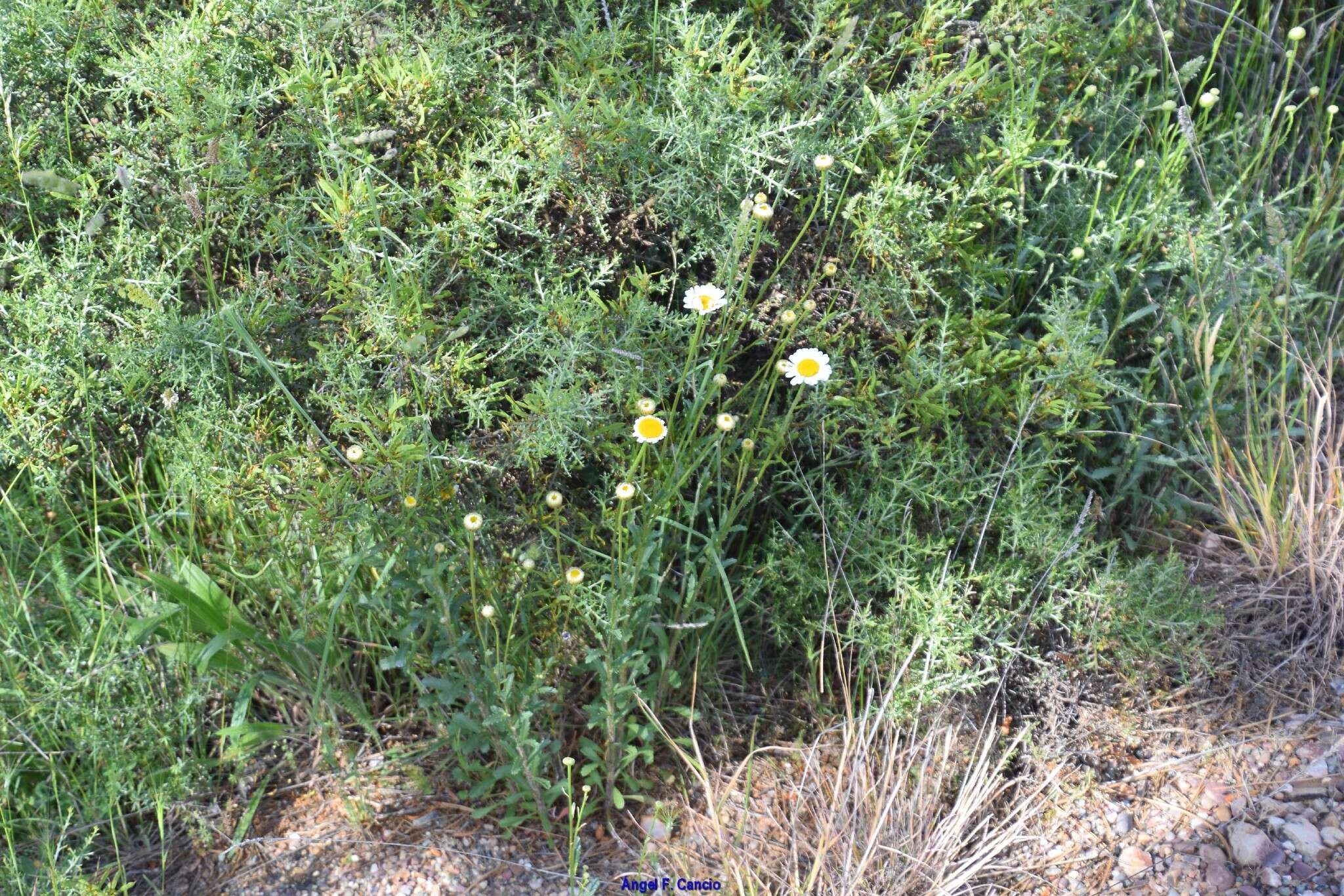 Слика од Leucanthemum pallens (J. Gay ex Perreym.) DC.