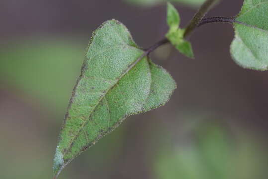 Image of cucumberleaf sunflower