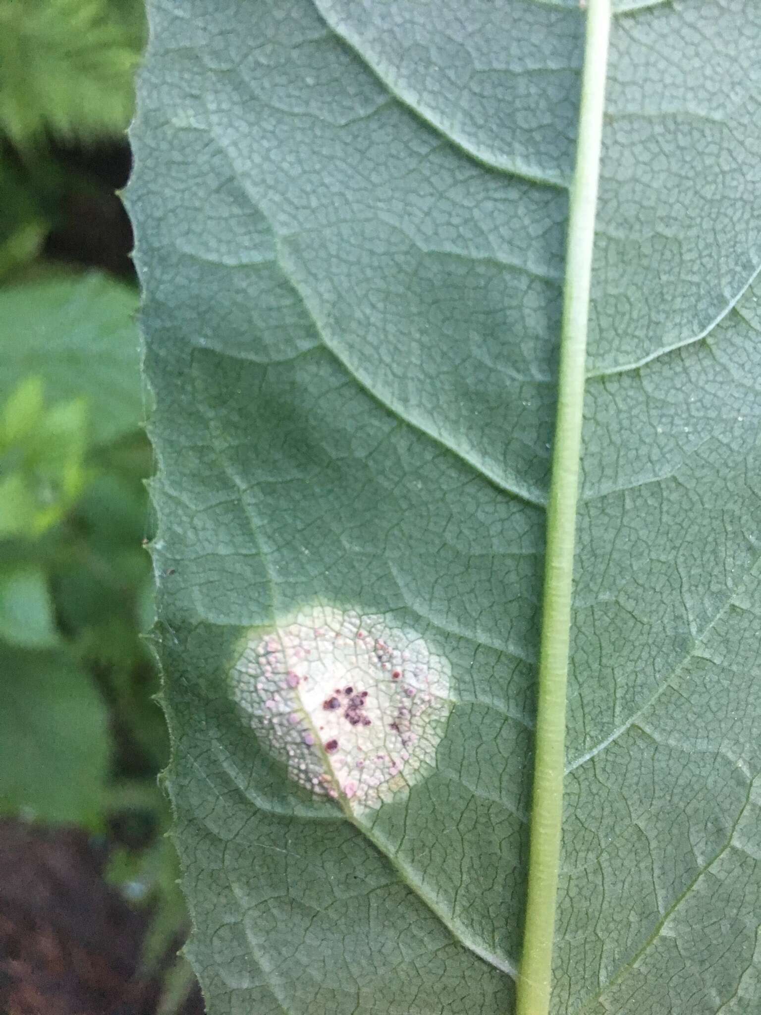 Image of Puccinia dioicae Magnus