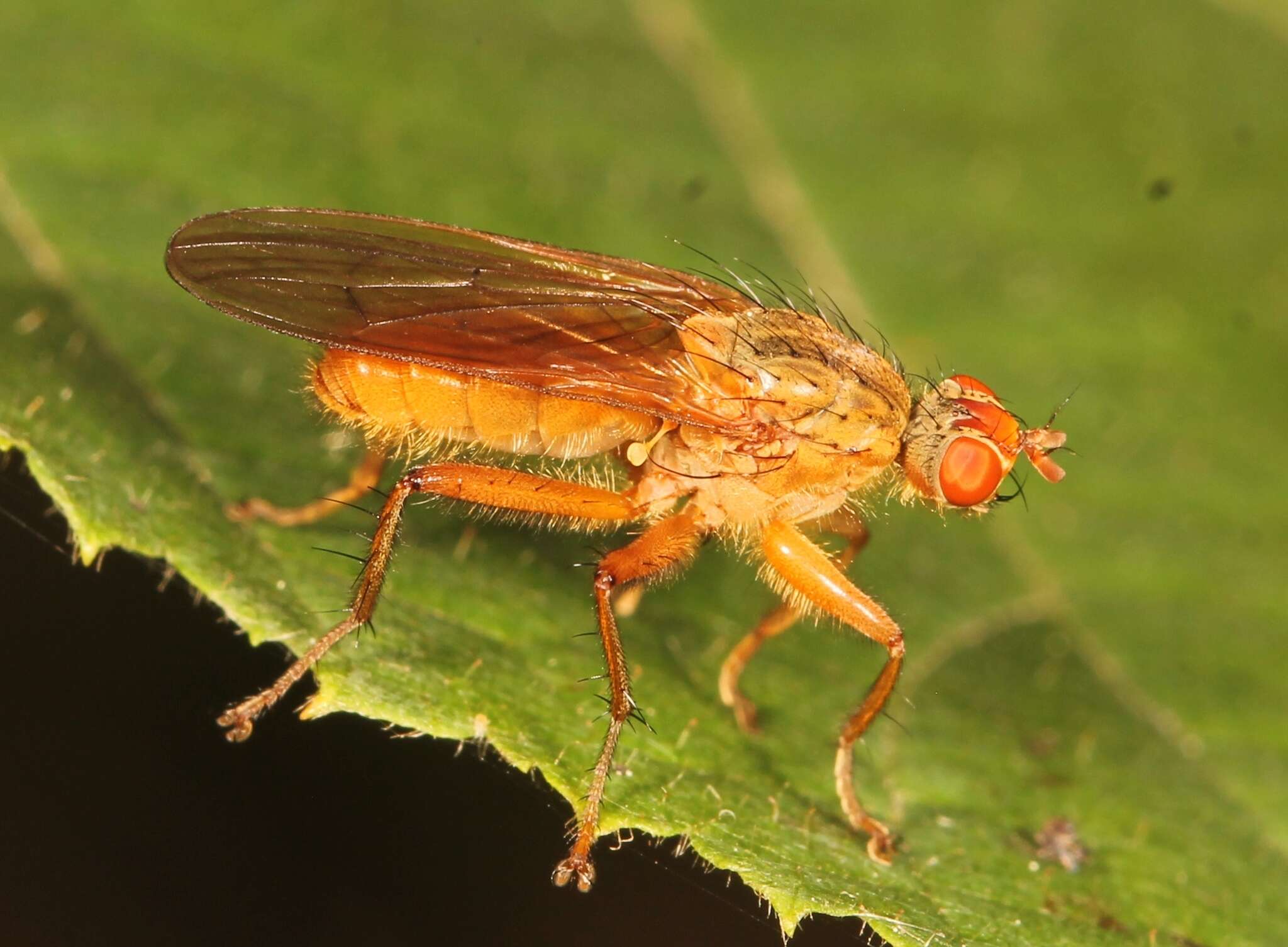 Sivun Scathophaga lutaria (Fabricius 1794) kuva