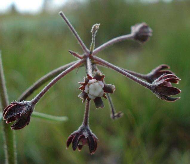 Image of Schizoglossum bidens subsp. atrorubens (Schltr.) Kupicha