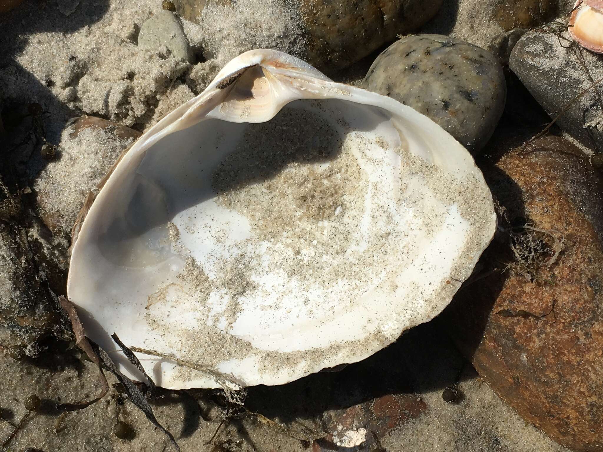 Image of Atlantic surf clam