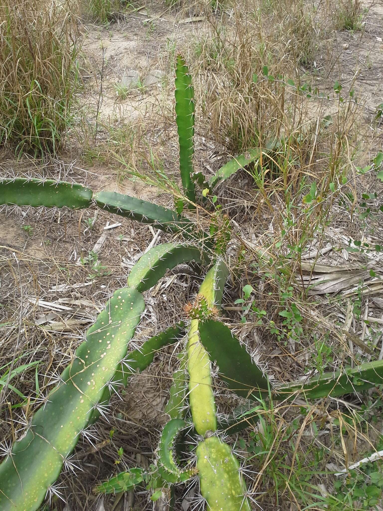 Image of Barbed-wire cactus