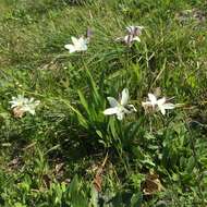 Image of Sparaxis grandiflora subsp. fimbriata (Lam.) Goldblatt