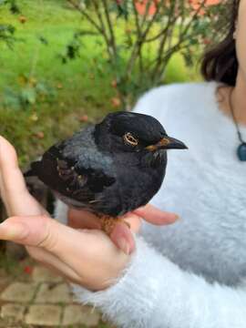 Plancia ëd Turdus flavipes Vieillot 1818