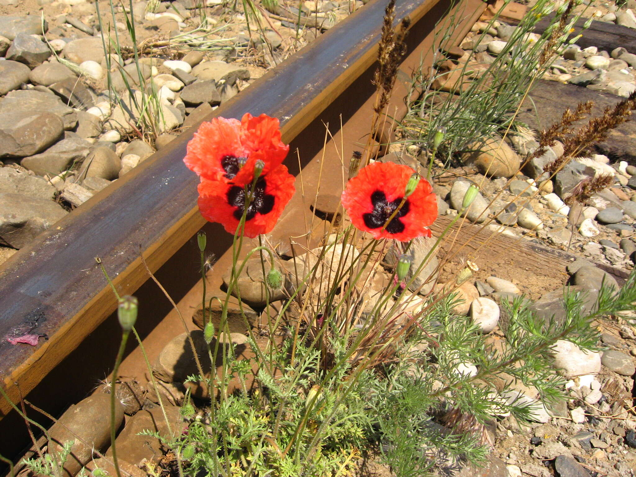 Image of Papaver arenarium M. Bieb.