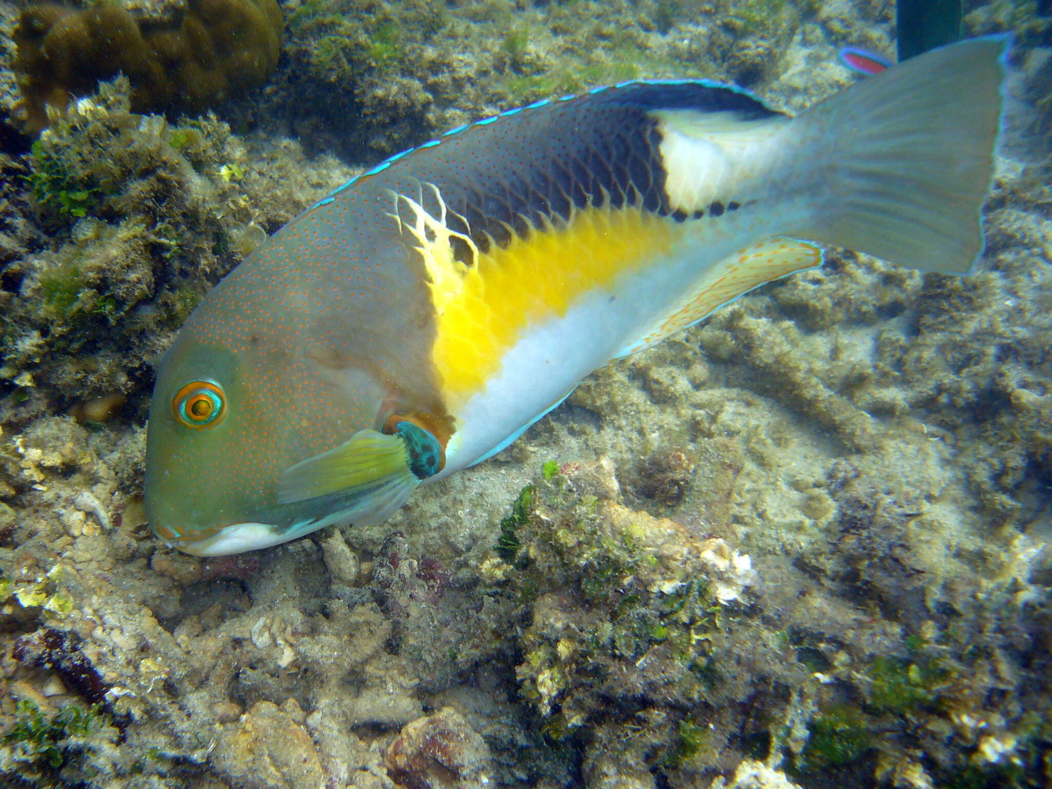 Image of Anchor trunkfish