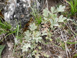 Image of abbotswood potentilla