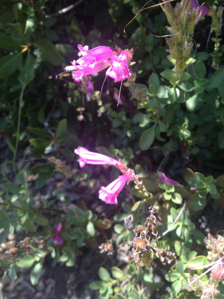 Слика од Penstemon newberryi Gray